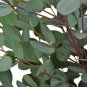 Best-Selling 50 Moon Lagoon Eucalyptus Seeds Tree Flower Perennial Flowers Seed US SELL 1351