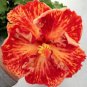 Top-Quality 20 Red Orange Hibiscus Seeds Flowers Flower Seed Perennial Bloom 444