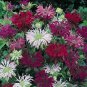 Exclusive 100 Panaroma Mix Bee Balm Seeds Flowers Seed Bloom Hummingbird Flower Seeds 1329