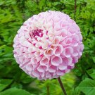 Limited Edition 25 Chimacum Dahlia Seeds Flower Perennial Flowers Seeds Flowering US 1104