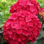 Best-Selling 5 Red Hydrangea Seeds Perennial Hardy Garden Shrub Bloom Flower Seed Flowers 380