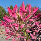 Top-Quality 100 Cerise Spider Seeds Clome Spinosa Perennial 1170 US Seller Butterfly Bee