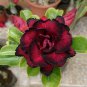 New Arrival 4 Red Black Desert Rose Seeds Adenium Flowers Perennial Seed Bloom 55 US SELLER