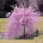 Premium 5 Weeping Purple Cherry Tree Seeds Flowering Japanese Flower Ornamental Seed 108