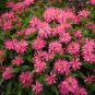 Premium 100 Lady Pink Bee Balm Seeds Flowers Seed Bloom Hummingbird Flower Seeds 1320