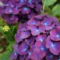 Limited Edition 5 Purple Blue Hydrangea Seeds Perennial Hardy Garden Shrub Bloom Flower Seed 73