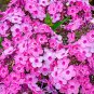 Top-Quality 50 Rainbow Dance Phlox Seeds Flower Perennial Seed Flowers Butterfly 1295 US