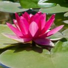 Best-Selling 5 Bright Pink Water Lily Seeds Nymphaea spp Flowering Blooms Hardy Tropical 940