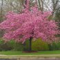 Best-Selling 5 Stella Cherry Tree Seeds Flowering Japanese Ornamental Gardn Pink Fragrant 111