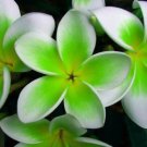 Exclusive 5 Green White Plumeria Seeds Plants Flower Lei Hawaiian Perennial Flowers 207
