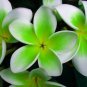 Exclusive 5 Green White Plumeria Seeds Plants Flower Lei Hawaiian Perennial Flowers 207