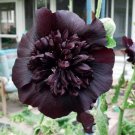 Limited Edition 25 Black Prince Hollyhock Seeds Perennial Flower Seed Flowers Seed 34 US SELLER