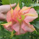 Exclusive 10 Double Yellow Orange Angel Trumpet Seeds Brugmansia Datura Flower Seed 295 US