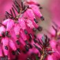 New Arrival 25 Bright Pink Bleeding Heart Seeds Dicentra Spectabilis Shade Flower Garden 698