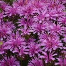 New Arrival 100 Amethyst Bee Balm Seeds Flowers Seed Bloom Hummingbird Flower Seeds 1310