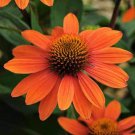 Top-Quality 50 Sombreo Coneflower Seeds Echinacea Flower Perennial Flowers Seed 1390 USA