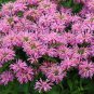 Premium 100 Pink Bee Balm Seeds Flowers Seed Bloom Hummingbird Flower Seeds US Sell 1322