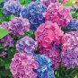 Limited Edition 5 LA Dreaming Hydrangea Seeds Perennial Flowers Flower Garden Seed 1429 US SELL