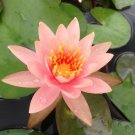 New Arrival 5 Soft Pink Lotus Seeds Nelumbo nucifera Flowering Blooms Hardy Tropical 932