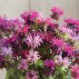 New Arrival 100 Double Mix Bee Balm Seeds Flowers Seed Bloom Hummingbird Flower Seeds 1319