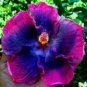 Best-Selling 20 Pink Blue Hibiscus Seeds Flowers Flower Seed Perennial Tropical 241 US SELLER