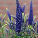 New Arrival 100 Blue Veronica Seeds Speedwell Royal Candle Perennial Flowers 258 US SELLER