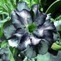 New Arrival 4 White Black Desert Rose Seeds Adenium Flowers Flower Perennial 46 US SELLER