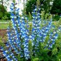 Top-Quality 50 Azure Snow Salvia Seeds Flower Seed Perennial Flowers Hummingbird 580 US SELL