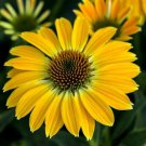 Best-Selling 50 Summer Solstice Coneflower Seeds Echinacea Flower Perennial Flowers Seed 597