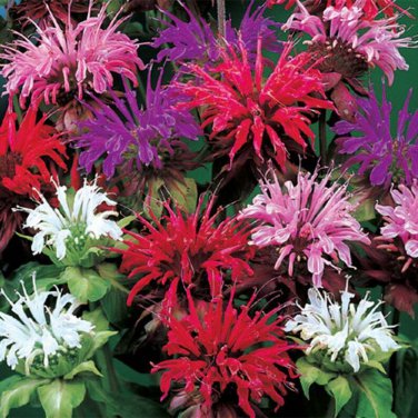Premium 100 Purple Pink White Bee Balm Seeds Bloom Hummingbird Flower Seeds Flowers 524