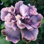 Premium 20 Double Gray Purple Seeds Flowers Flower Seed Perennial Bloom 496