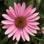 New Arrival 50 Prairie Splender Coneflower Seeds Echinacea Flower Perennial Flowers Seed 830