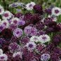 Exclusive 50 Classic Magic Bachelor's Button Seeds Annual Seed Flower Flowers 757 USA