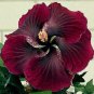Limited Edition 20 Dark Red Black Hibiscus Seeds Flowers Flower Seed Perennial Bloom 498