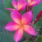 Top-Quality 5 Bright Pink Orange Plumeria Seeds Plants Flower Flowers Perennial Seed 510