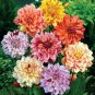 New Arrival 25 Rembrandt Dahlia Perennial Flowers Seeds Flowering seeds Bloom 1145 US SELL