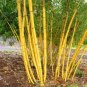 Best-Selling 50 Jin Xiang Yu Bamboo Seeds Privacy Climbing Garden Clumping Shade Screen 780