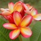 Limited Edition 5 Orange Pink Plumeria Seeds Plants Flower Lei Hawaiian Perennial Seed Bloom 209