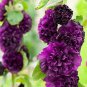 Top-Quality 25 Double Dark Purpl Hollyhock Seeds Perennial Flower Seed Flowers 865 US SELLER