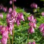 Premium 25 Pacific Bleeding Heart Seeds Dicentra Spectabilis Shade Flower Garden 696 USA