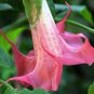 Best-Selling 10 Bubble Gum Angel Trumpet Seeds Flowers Seed Flower Brugmansia Datura 631 USA