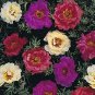 Top-Quality 100 Dark Mix Moss Rose Seeds Bloom Flower Perennial Flowers Seed 168 USA Seller