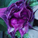 New Arrival 10 Double Queen Rose Angel Trumpet Seeds Flowers Seed Brugmansia Datura 645 USA