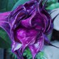 New Arrival 10 Double Queen Rose Angel Trumpet Seeds Flowers Seed Brugmansia Datura 645 USA