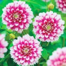 Top-Quality 25 Fuzzy Wuzzy Dahlia Seeds Flower Perennial Flowers Seeds Flowering Bloom 1114
