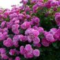Best-Selling 10 Climbing Purple Rose Seeds Flower Bush Perennial Shrub Flowers Seed 1299