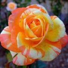 Limited Edition 10 Orange White Rose Seeds Flower Bush Perennial Flowers Seed 103 US SELLER