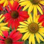 Top-Quality 50 Tomato Mac & Cheese Coneflower Seeds Echinacea Flower Perennial Flowers 1399