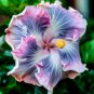 Best-Selling 20 Blue Purple Hibiscus Seeds Hardy Perennial Flower Tropical Exotic Seed 243