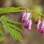 Top-Quality 25 Fringed Bleeding Heart Seeds Dicentra Spectabilis Shade Flower Garden 690